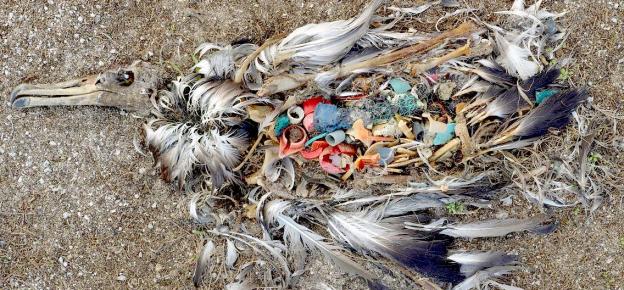 Plastic is Slowly Killing Us - 5 Ways You Can Help!